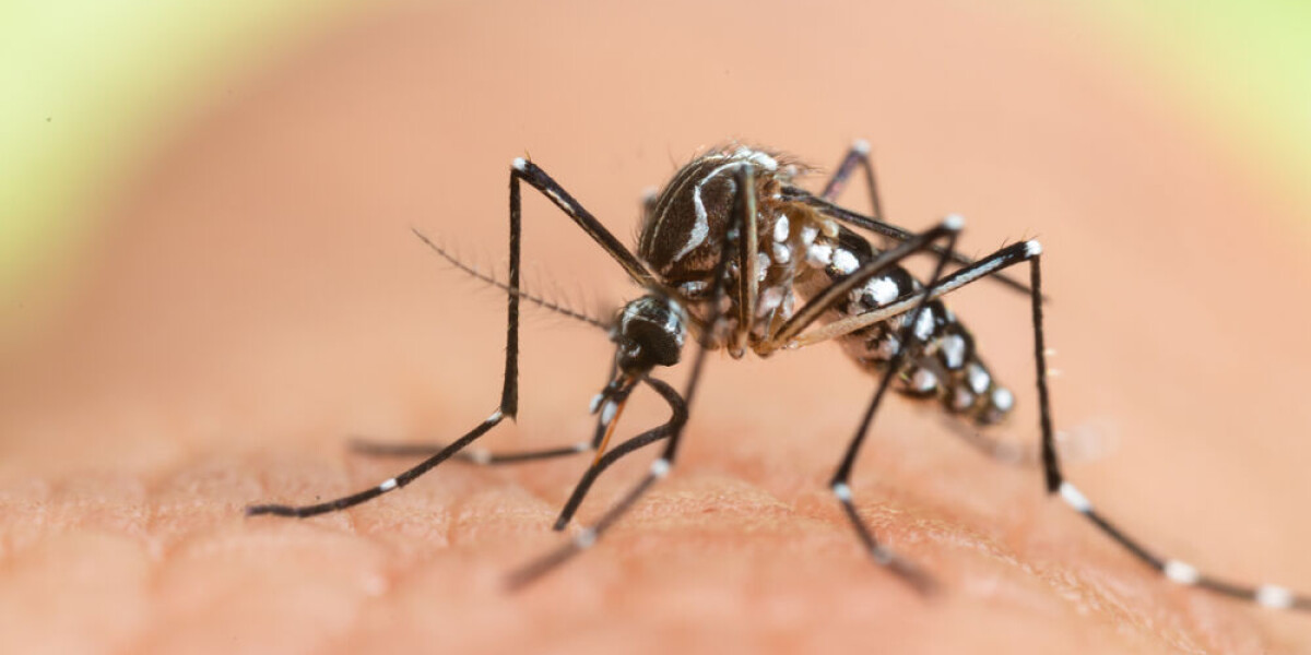 Free traps against tiger mosquitoes distributed in south-west france