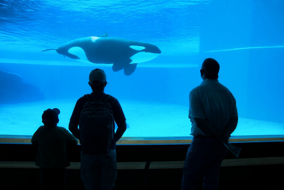 A view of people watching a captive orca whale in an aquarium in Japan