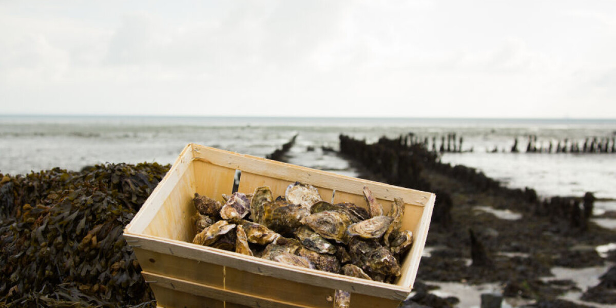 Is it now safe to eat french oysters?