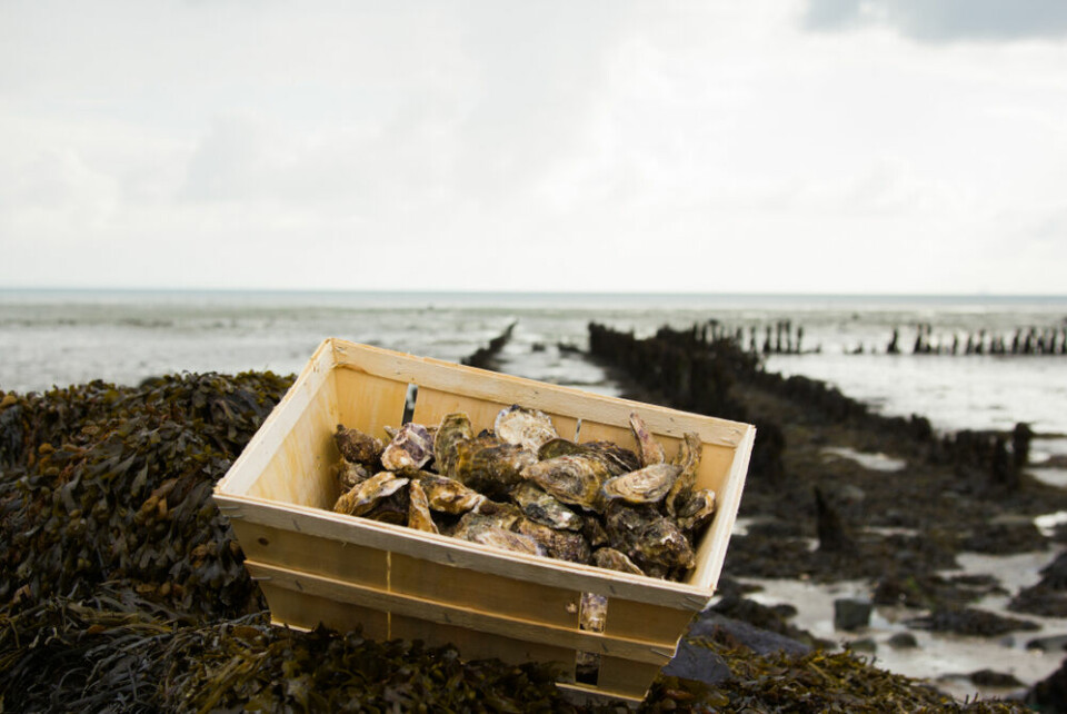 A basket of oysters at an oyster farm in Normandy