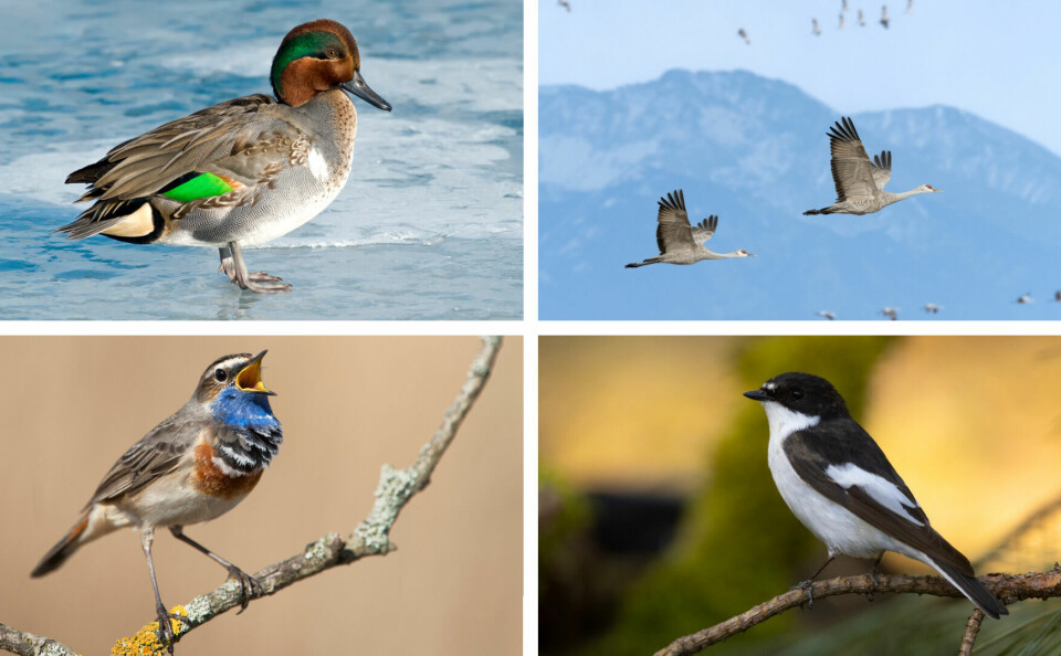 A split image of a (clockwise from top left) green-winged teal, sandhill crane, European pied flycatcher, and a bluethroat