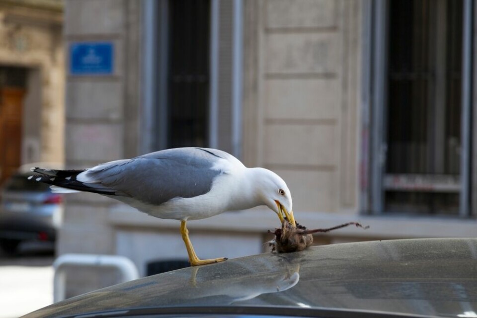 A yellow-legged gull eats a rodent on the roof of a car in Marseille