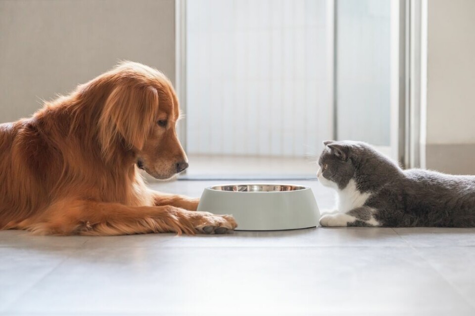 A view of a dog and a cat looking into a food bowl