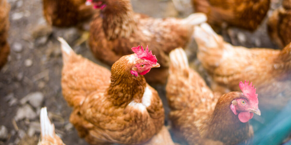 French village rallies behind farmer told to quieten her chickens