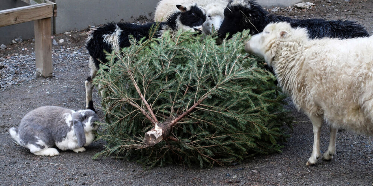 Bin, forest? How to dispose of your christmas tree legally in france