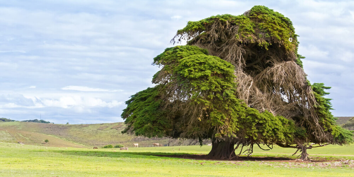 Family may have to move as cannot uproot ‘dangerous’ tree in france