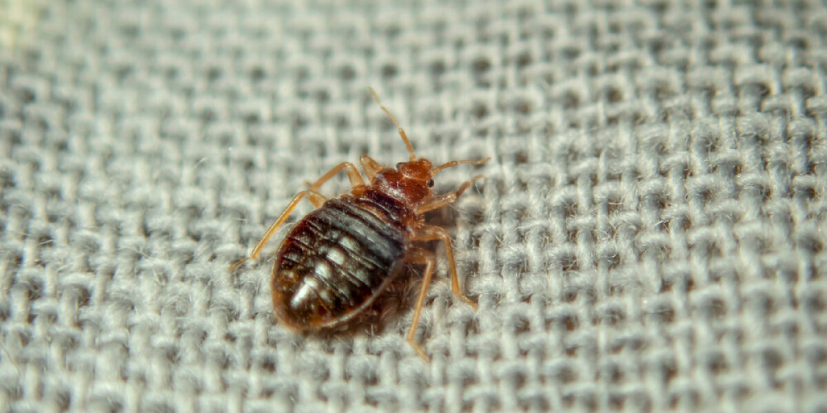 Warning over insecticide used against bed bugs in france