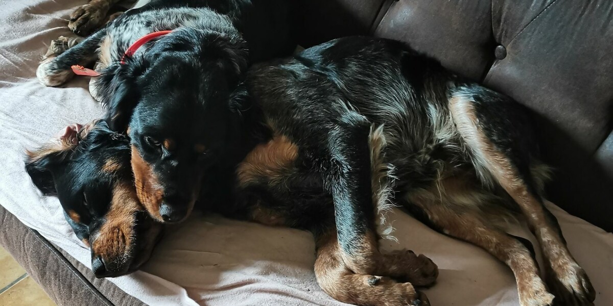 Find my lost dogs and i will give you my car, pleads frenchman