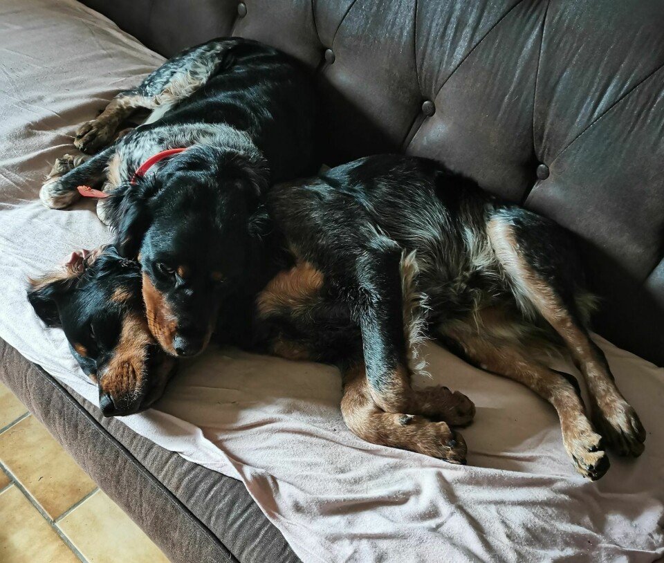 Two Brittany Spaniels curled up on sofa