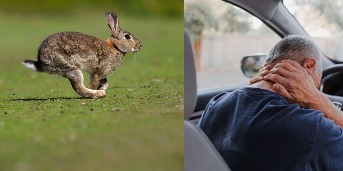 Petit lapin, coup du lapin: 6 commonly used french rabbit expressions