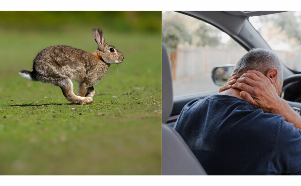 A rabbit running and a man holding his neck in pain because of whiplash