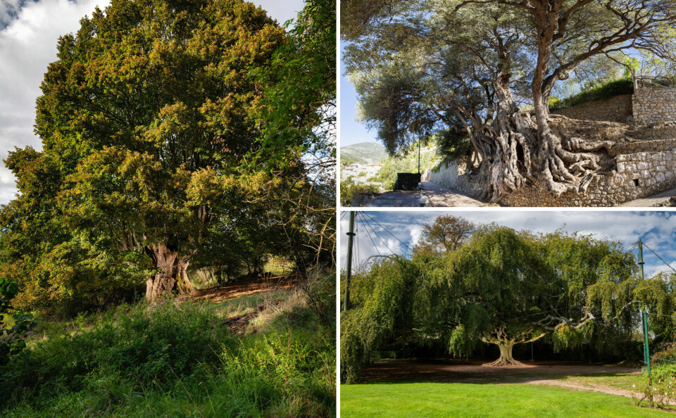 A three-part photo of the winning trees, from the linden tree (L), the olive tree (top right), and the willow (bottom right)