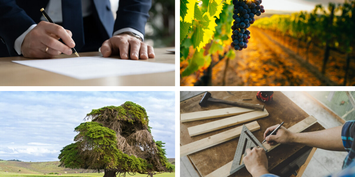 ‘dangerous’ trees, scams, vineyards to buy: french property round up