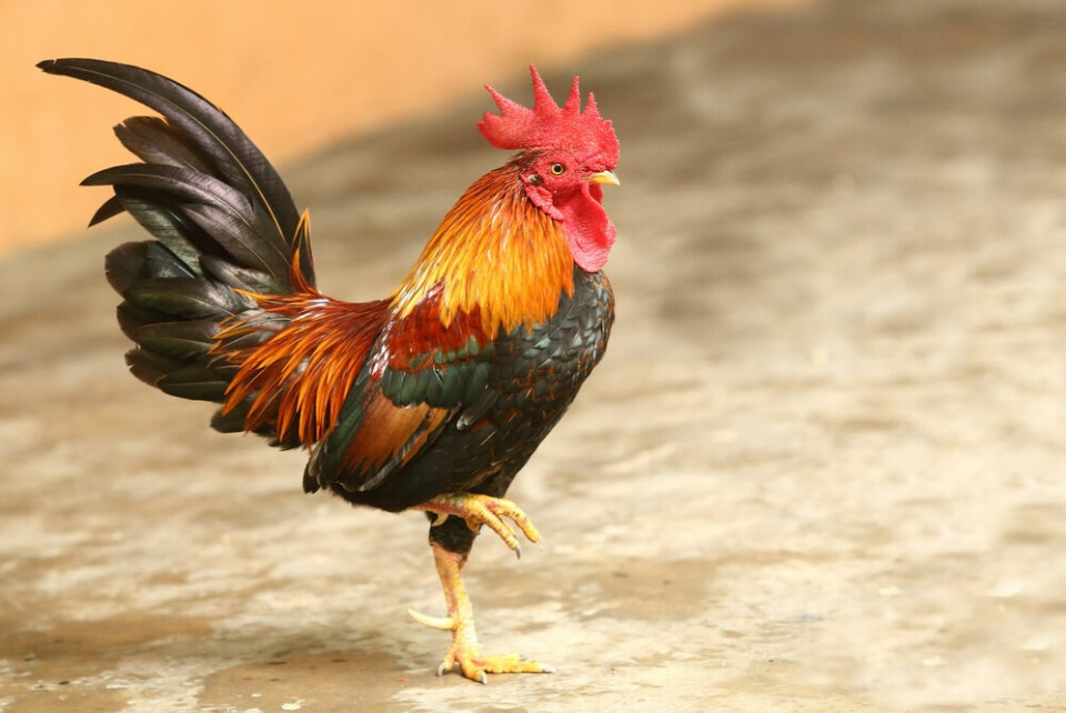 A view of a colourful rooster