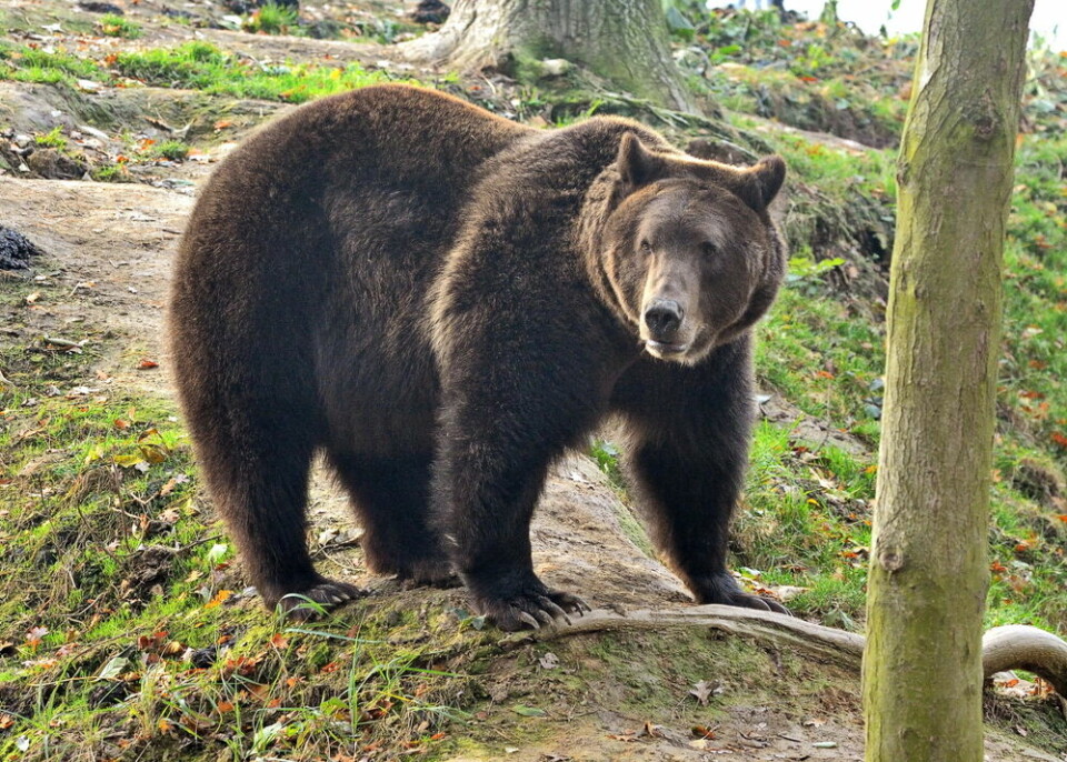 A view of a Eurasian brown bear next to a tree