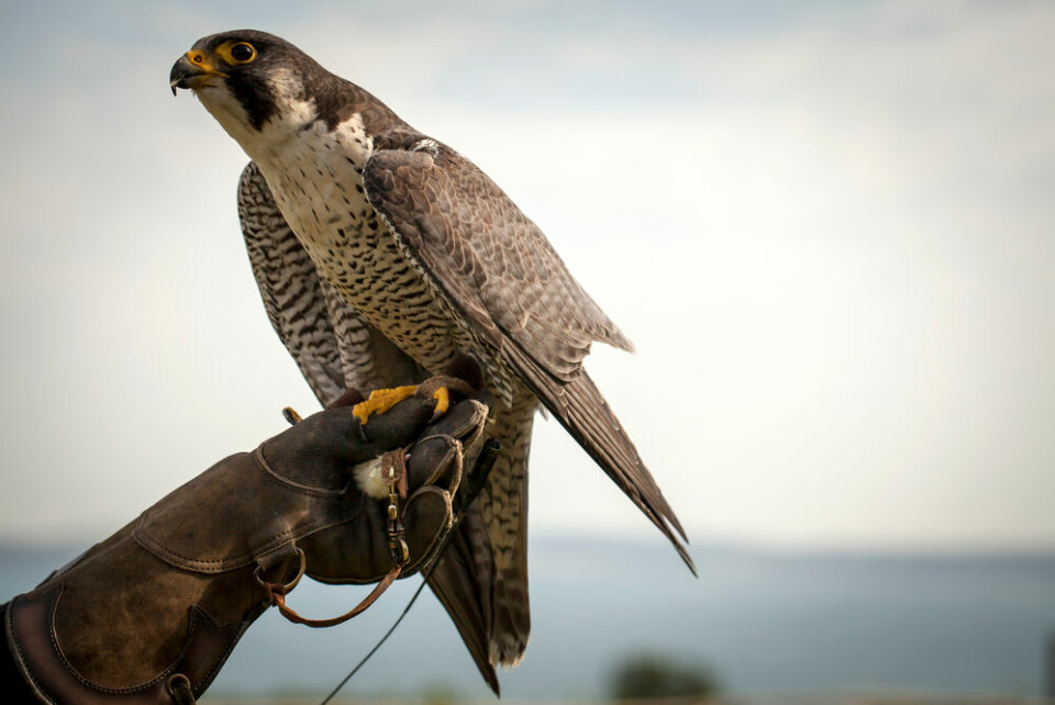 A person holding a peregrine falcon on their thick falconry glove