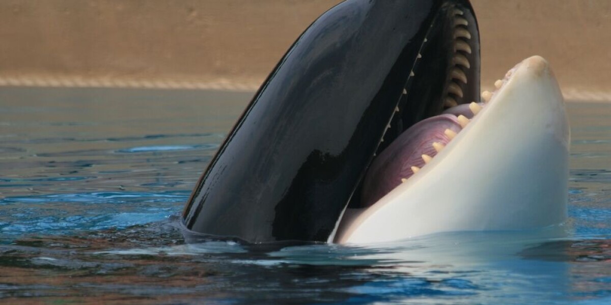 Marineland in south of france again criticised over new whale death