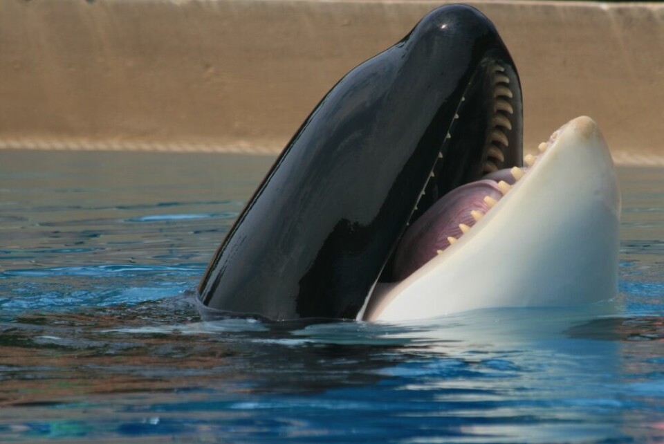 A view of an orca whale in a marine zoo tank