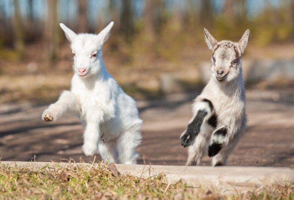 Two kids playing outside