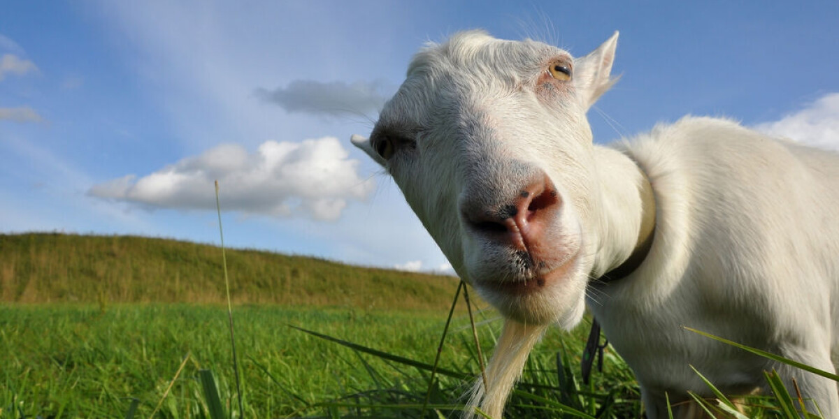 What are the rules for owning a goat in france?