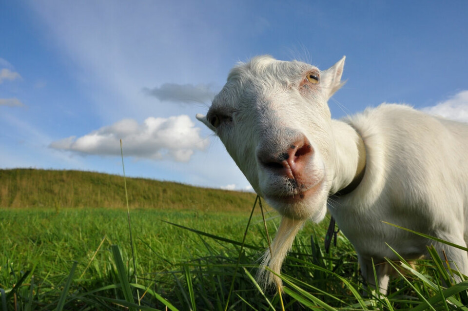 A goat in a green field peering at the camera from close