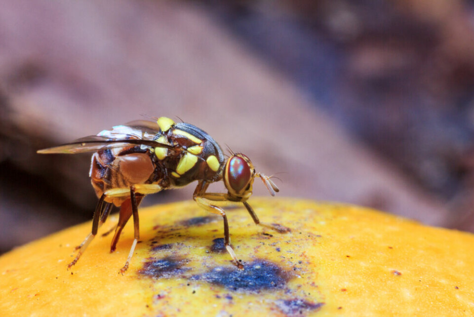 A view of an oriental fruit fly landing on a ripe piece of fruit