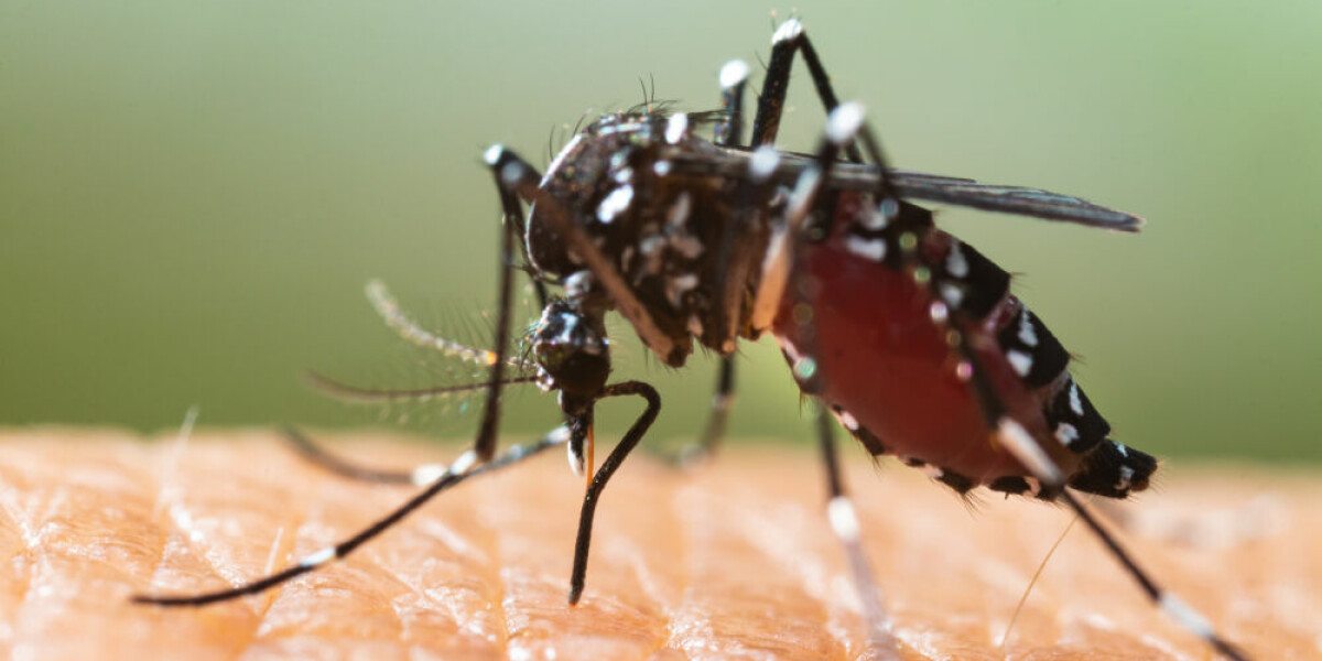 Appel à agir pour réduire le nombre de moustiques en France