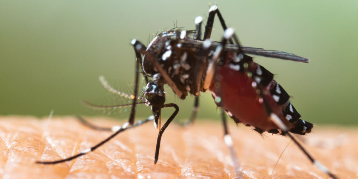 ‘native’ case of dengue fever in hérault, first in france in 2024