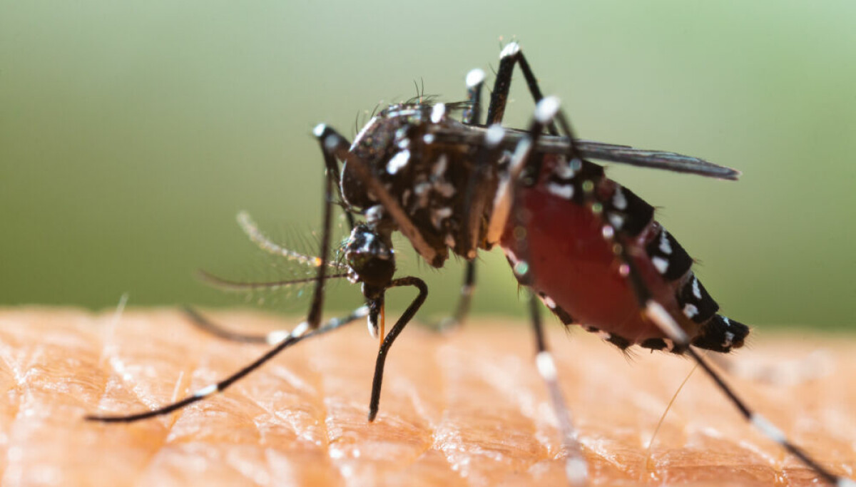 Appel à l’action pour réduire le nombre de moustiques en France