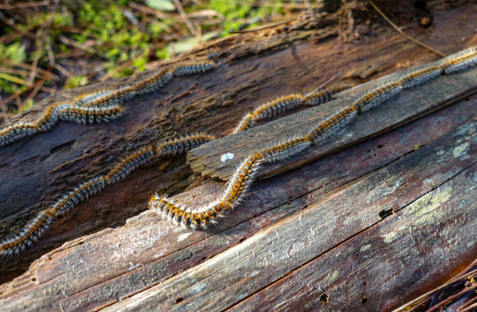 Processionary caterpillars on a tree trunk