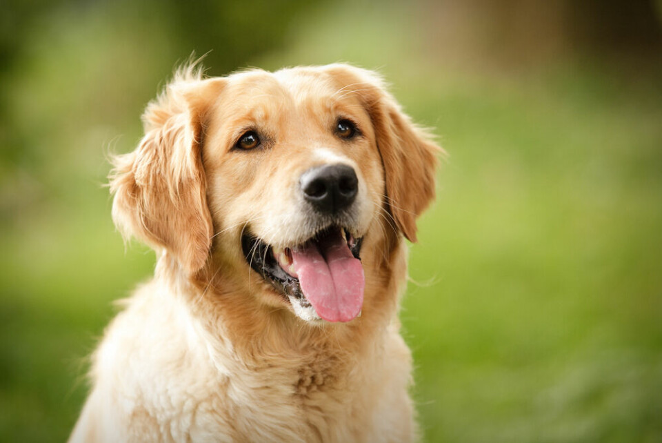 A Golden Retriever dog