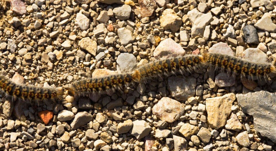 Four pine processionary caterpillars moving in a line on the ground