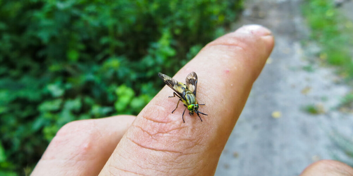 Test your french with these nine expressions linked to insects