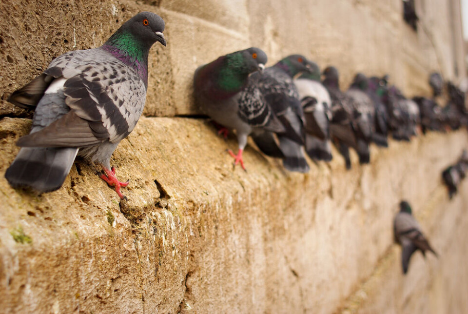 Ercan Mercankaya / Shutterstock