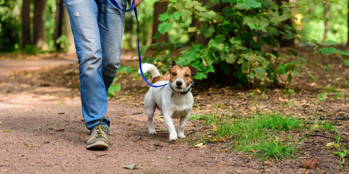 Spring walks: beware of these french plants that are toxic for dogs - and watch out for animal threats