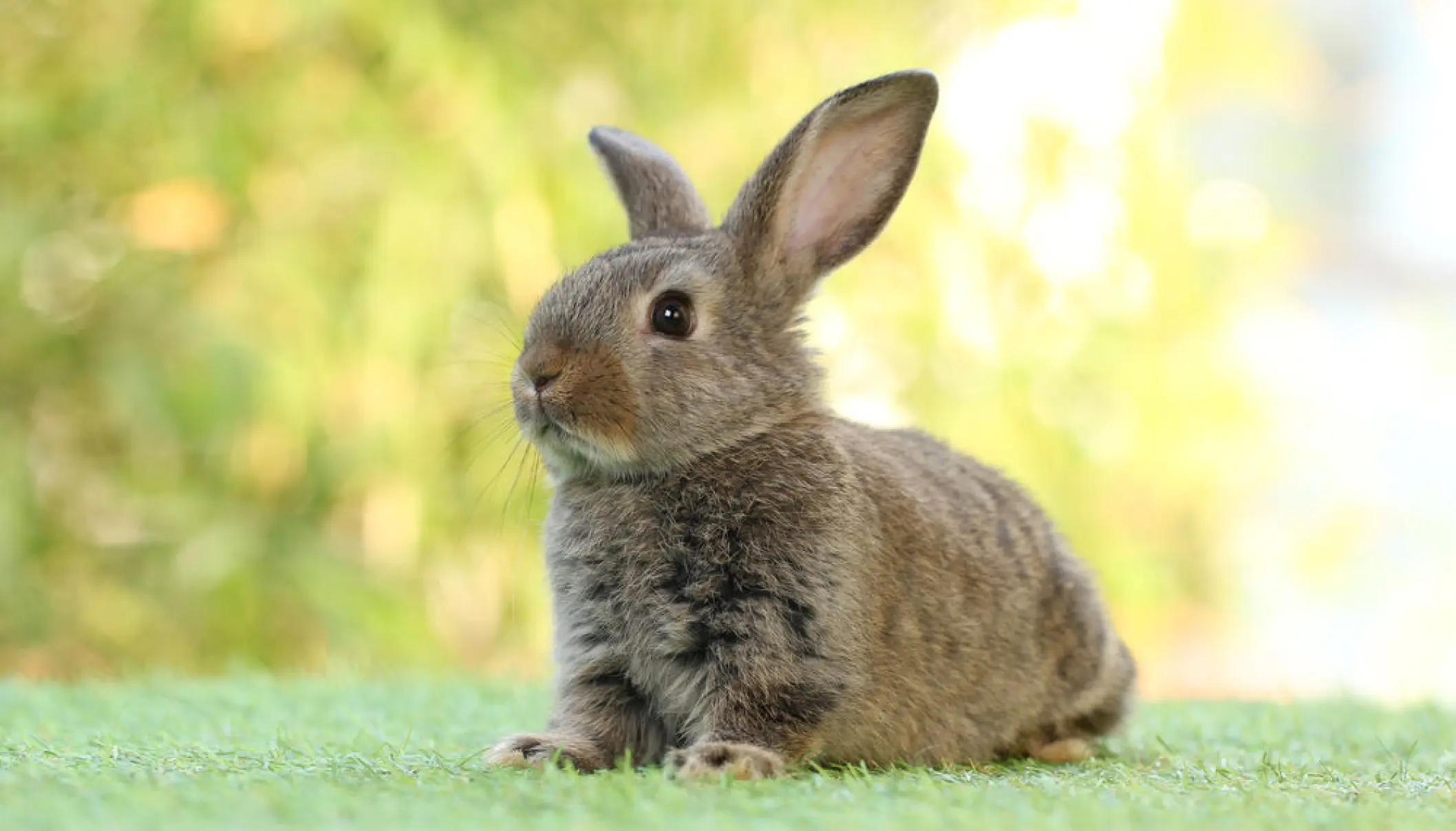 French town overrun by rabbits puts up posters of… rabbit stew recipe ...