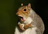 A view of a squirrel with its mouth open, appearing shocked or yawning