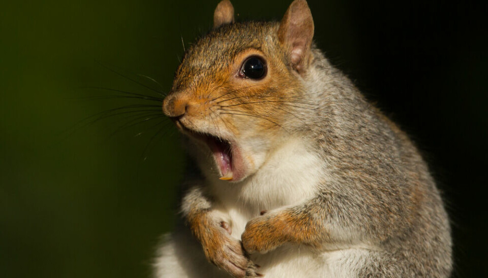 A view of a squirrel with its mouth open, appearing shocked or yawning