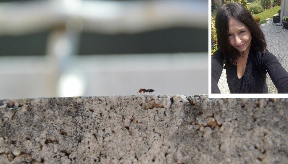 red-headed mediterranean ant on kitchen surface with homeowner inset