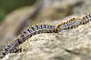 A close up of a ‘procession’ line of processionary caterpillar