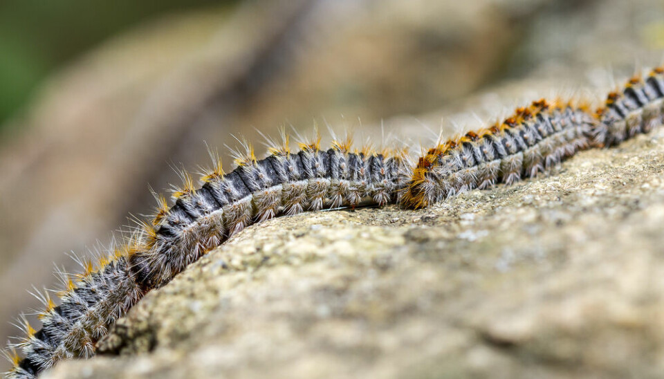 A close up of a ‘procession’ line of processionary caterpillar