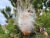 A view of a processionary caterpillar nest in a pine tree