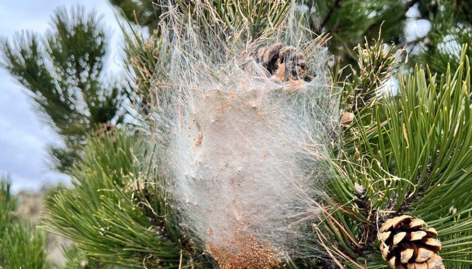 France Tree Pine processionary caterpillars return early to western France in 2026