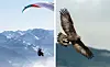 A split photo showing a person paragliding in the French Alps, and a royal eage.