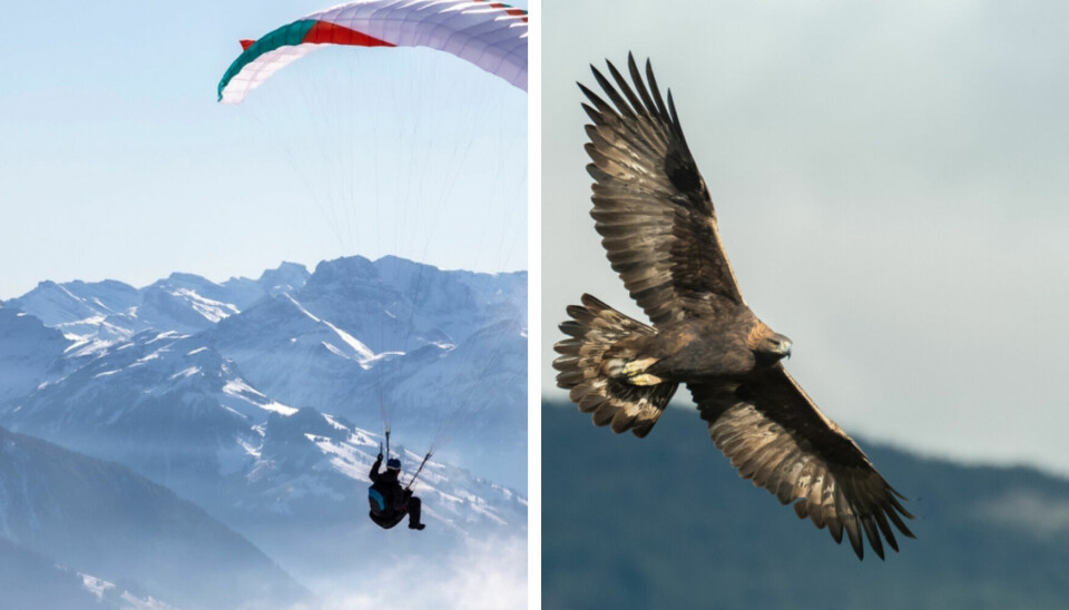 A split photo showing a person paragliding in the French Alps, and a royal eage.