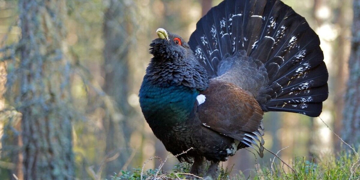 Vosges birds to ‘recuperate in norway’ as part of french trial