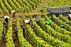 Seasonal workers picking grapes in Meursault, France