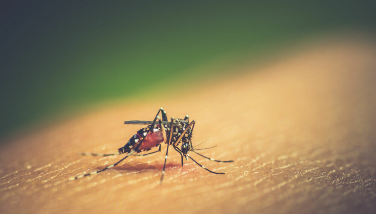 En France, les cas de dengue sont en forte augmentation depuis le début de l'année