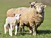A view of an ewe with her lamb in a sheep field in France