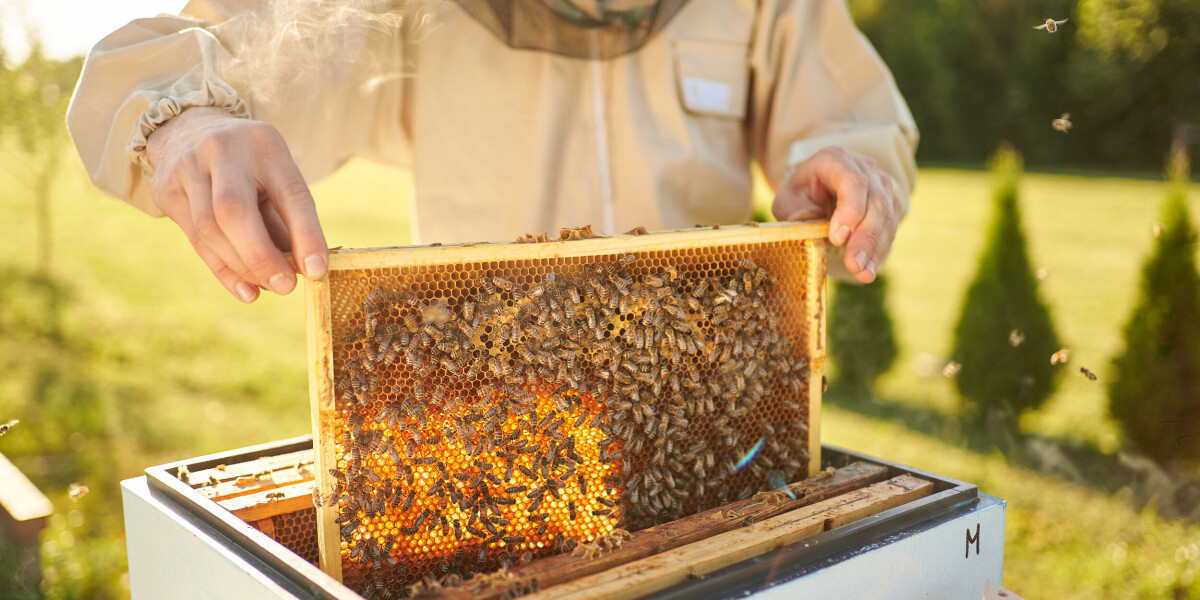 Swarm season sensations: the buzz on british vs french beekeeping methods ๐๐ผ๐ฌ๐ง๐ซ๐ท